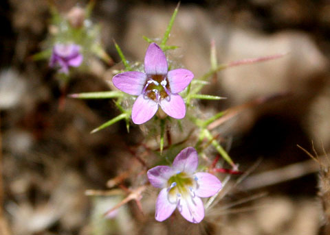 Hooked Navarretia, Navarretia hamata ssp. leptantha aka Prickly